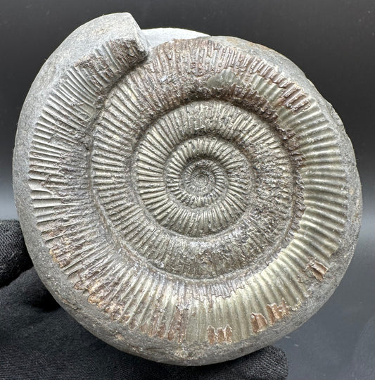 Dactylioceras semicelatum Ammonite fossil with box and stand - Whitby, North Yorkshire Jurassic Coast Yorkshire Fossils