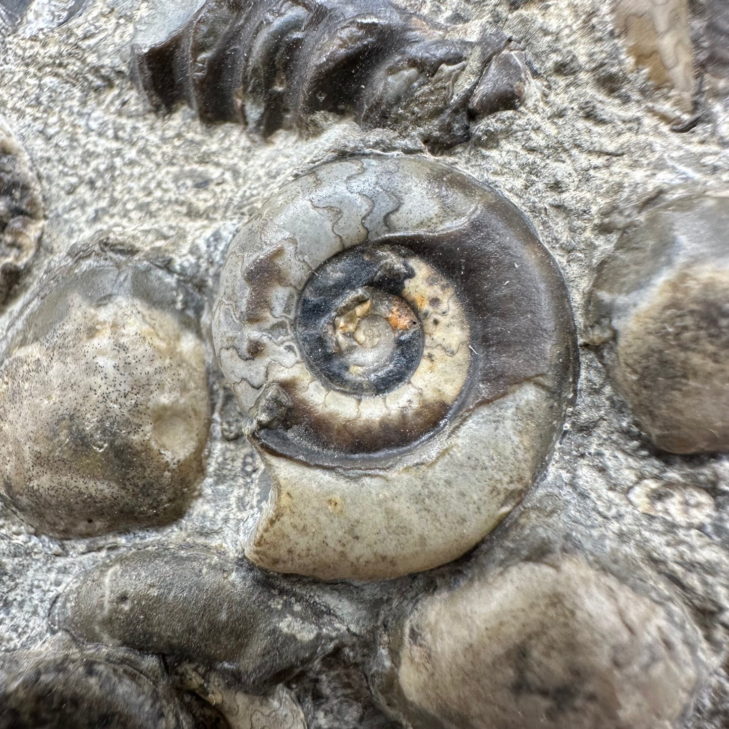 Psiloceras ammonite fossil with box and stand - Whitby, North Yorkshire Jurassic Coast, Yorkshire fossils