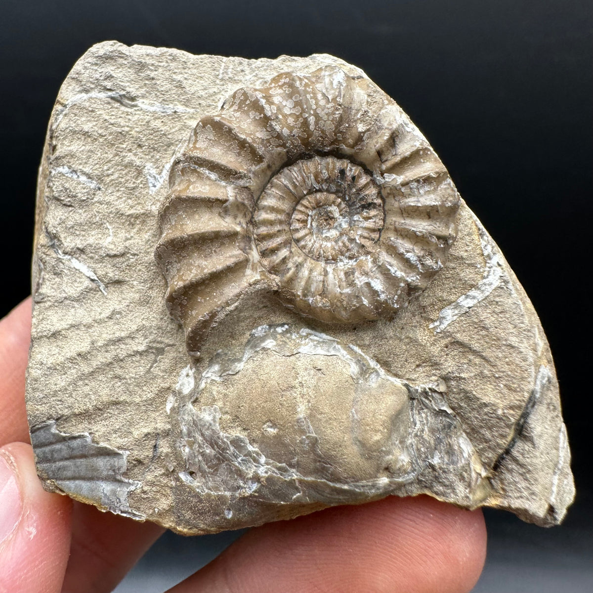 Androgynoceras capricornus Ammonite Fossil With Stand - Whitby, North Yorkshire Jurassic Coast Yorkshire Fossils