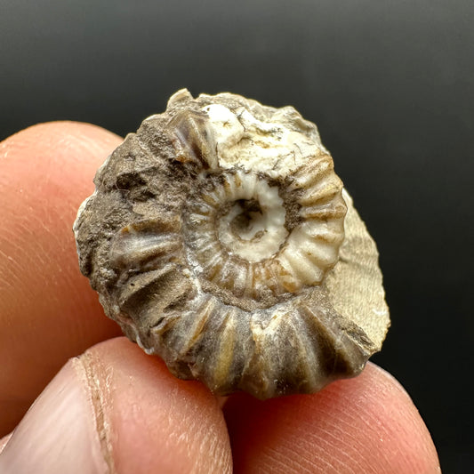 Androgynoceras capricornus Ammonite Fossil With Stand - Whitby, North Yorkshire Jurassic Coast Yorkshire Fossils