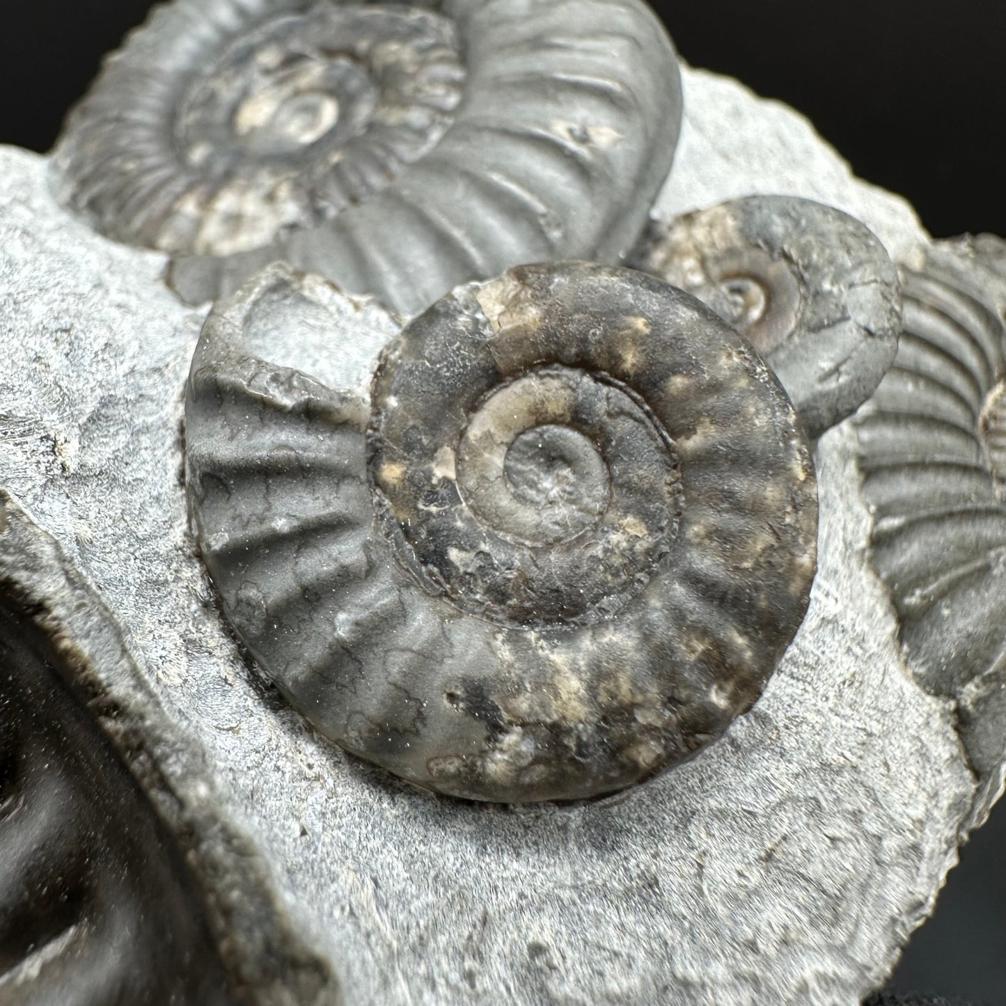 Arnioceras ammonite shell fossil with stand - Whitby, North Yorkshire Jurassic Coast Yorkshire Fossils
