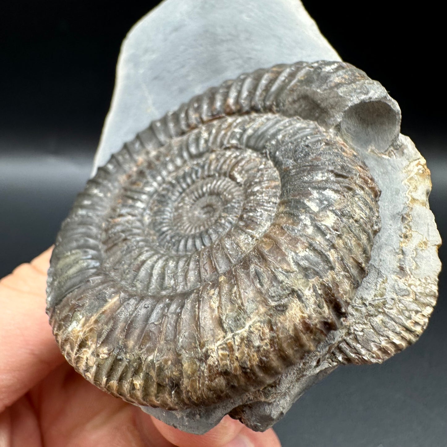 Dactylioceras Ammonite Fossil With Box And Stand - Whitby, North Yorkshire Jurassic Coast Yorkshire Fossils
