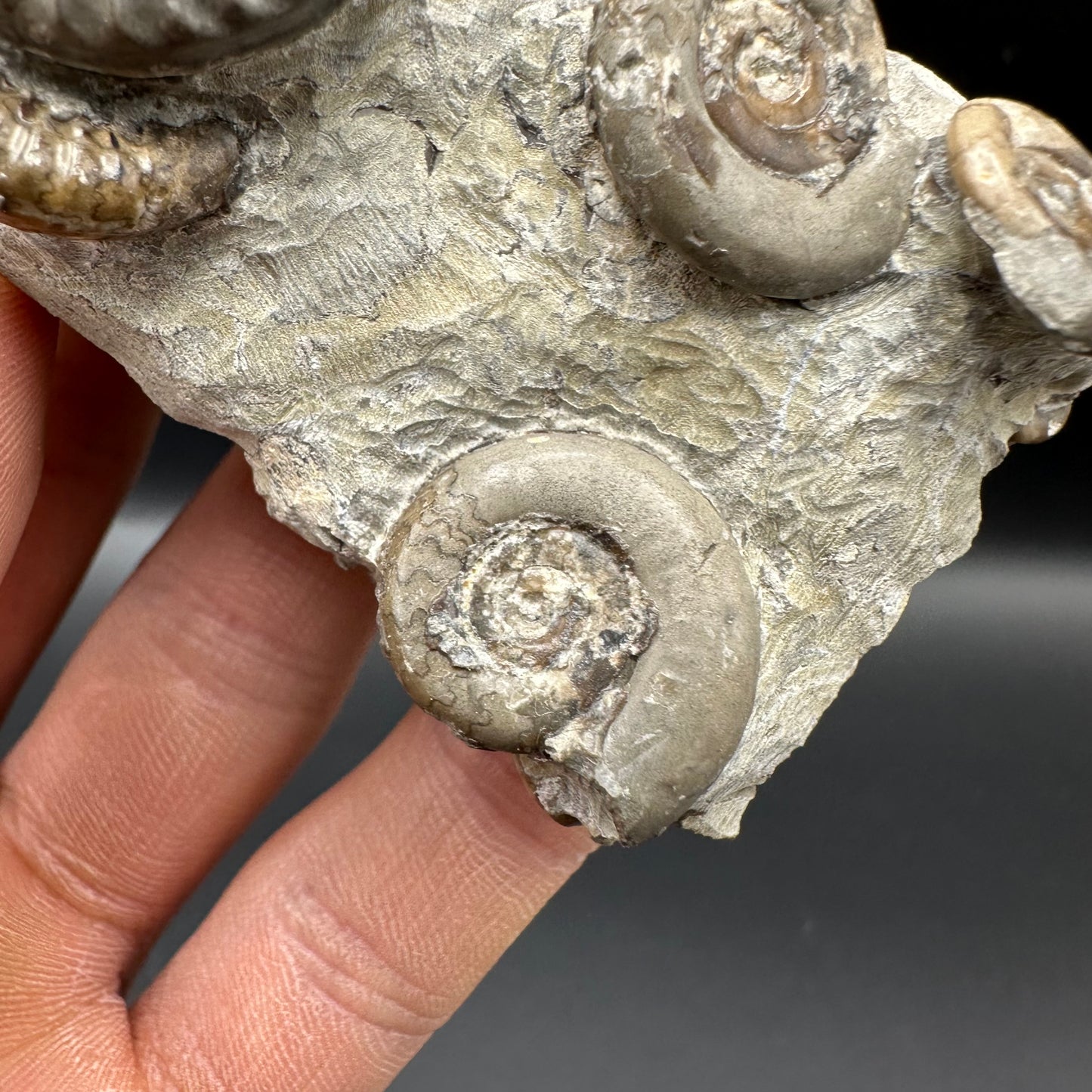 Arnioceras ammonite shell fossil with box and stand - Whitby, North Yorkshire Jurassic Coast Yorkshire Fossils