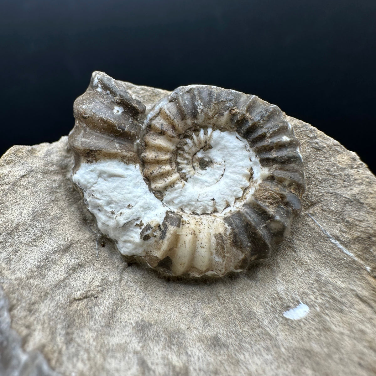 Androgynoceras capricornus Ammonite Fossil With Stand - Whitby, North Yorkshire Jurassic Coast Yorkshire Fossils