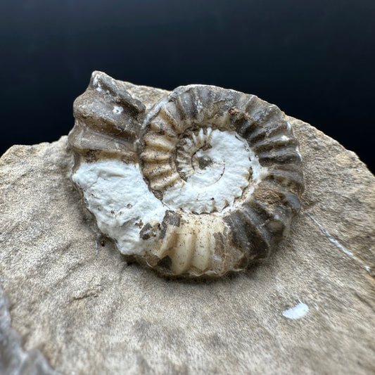 Androgynoceras capricornus Ammonite Fossil With Stand - Whitby, North Yorkshire Jurassic Coast Yorkshire Fossils