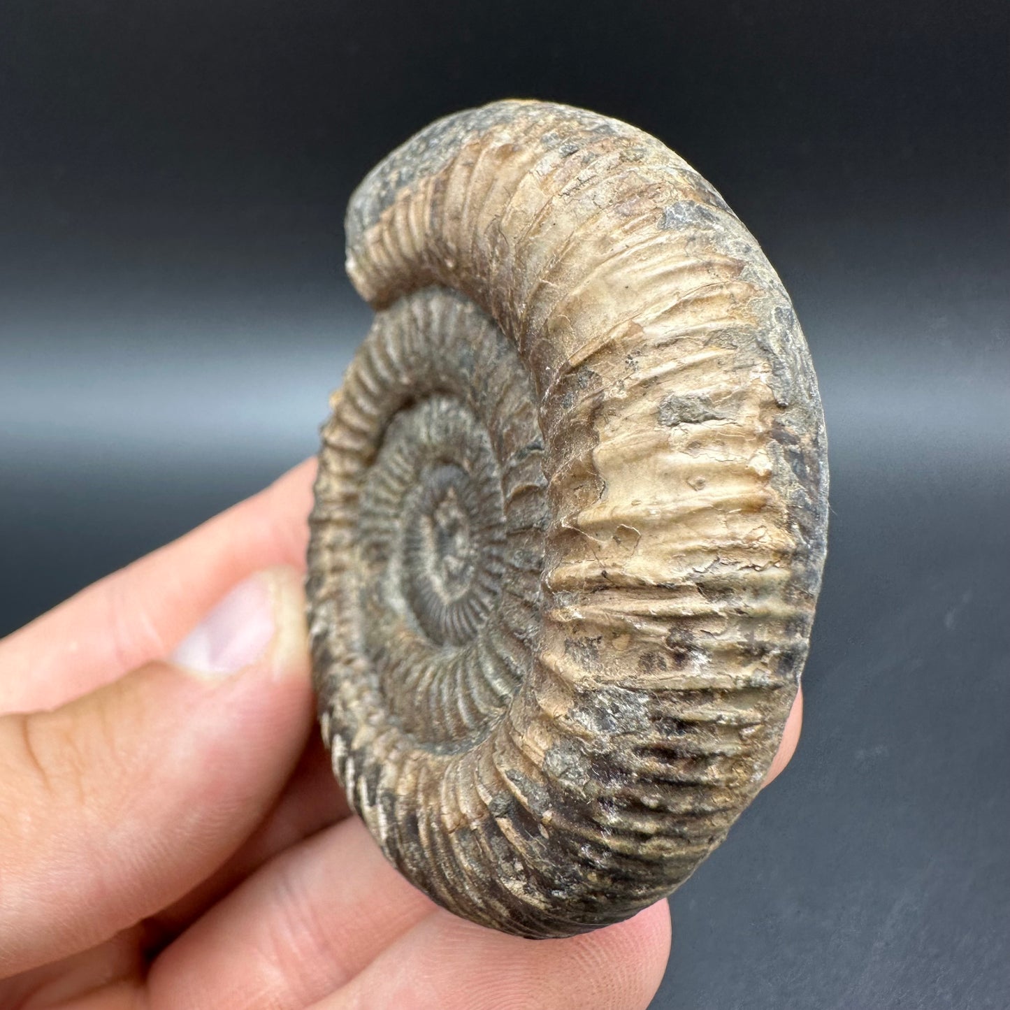 Dactylioceras Ammonite Fossil With Box And Stand - Whitby, North Yorkshire Jurassic Coast Yorkshire Fossils
