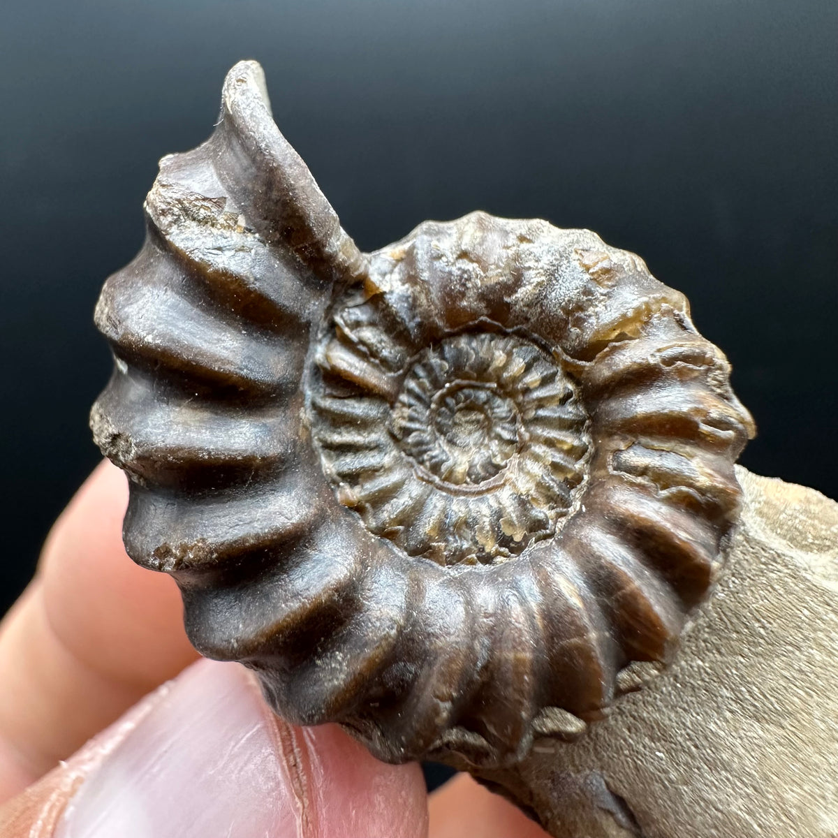 Androgynoceras capricornus Ammonite Fossil With Stand - Whitby, North Yorkshire Jurassic Coast Yorkshire Fossils