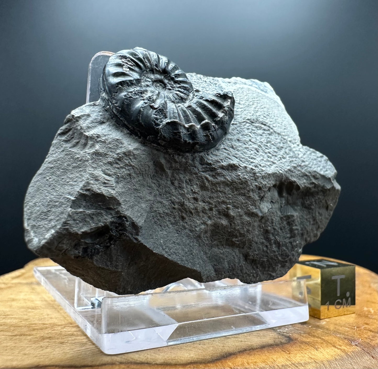 Asteroceras Ammonite fossil with box and stand - Whitby, North Yorkshire Jurassic Coast Yorkshire Fossils