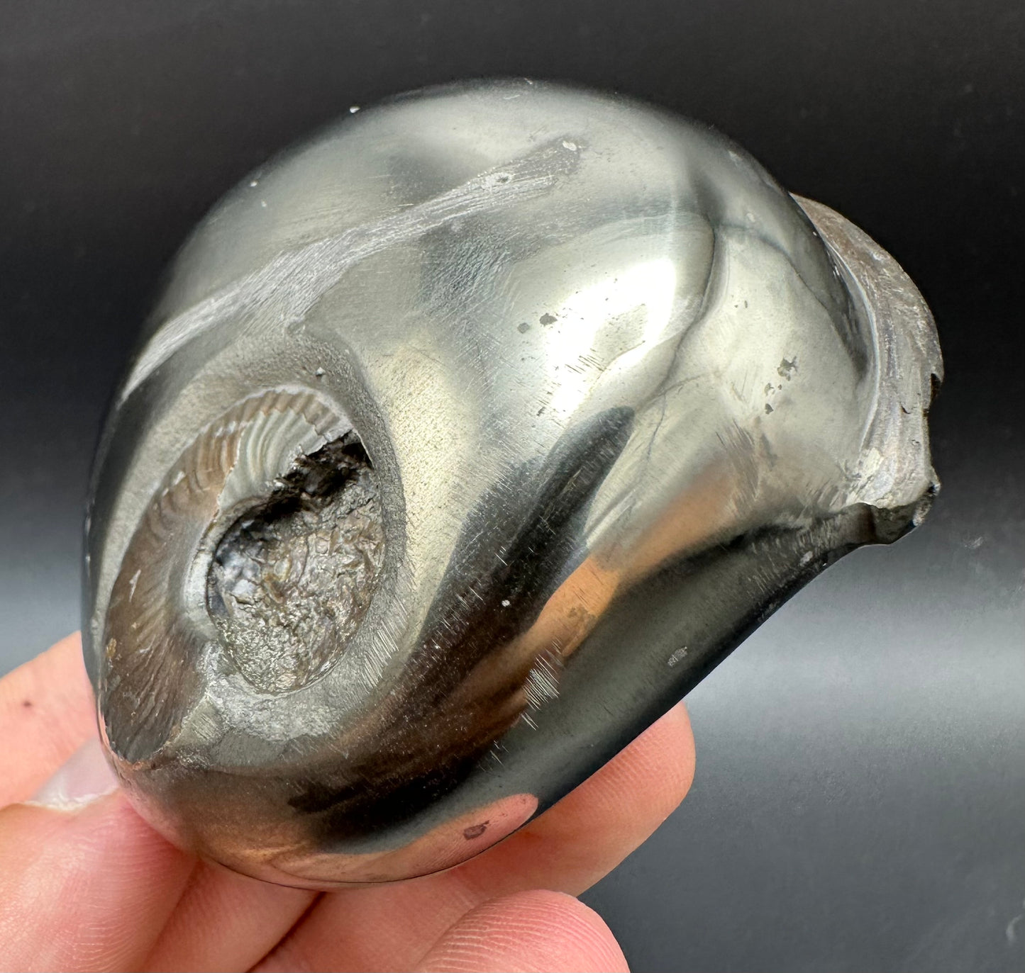 Golden Egg (GENUINE) Ammonite Fossil With Stand - Whitby, North Yorkshire Jurassic Coast Yorkshire Fossils