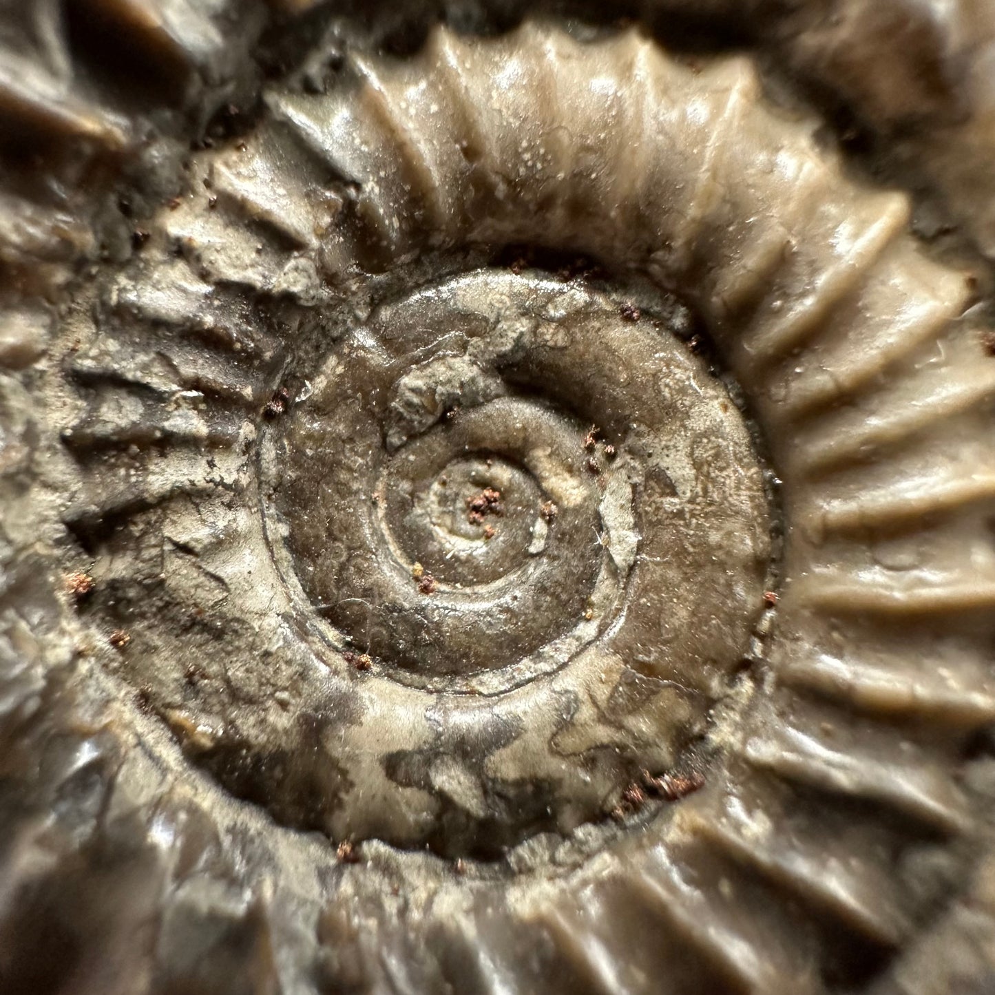 Arnioceras ammonite shell fossil with box and stand - Whitby, North Yorkshire Jurassic Coast Yorkshire Fossils