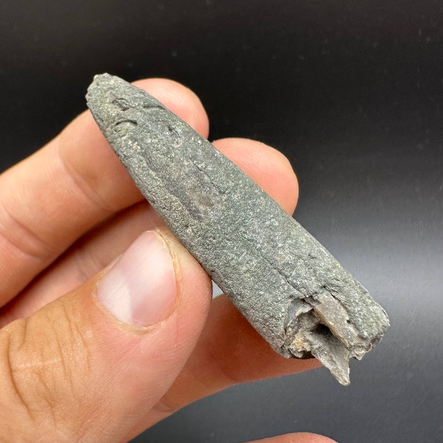 Belemnite (Fossil Squid) shell fossil - Whitby, North Yorkshire Jurassic Coast Yorkshire Fossils