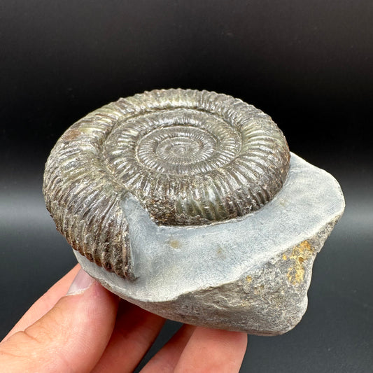 Dactylioceras Ammonite Fossil With Box And Stand - Whitby, North Yorkshire Jurassic Coast Yorkshire Fossils