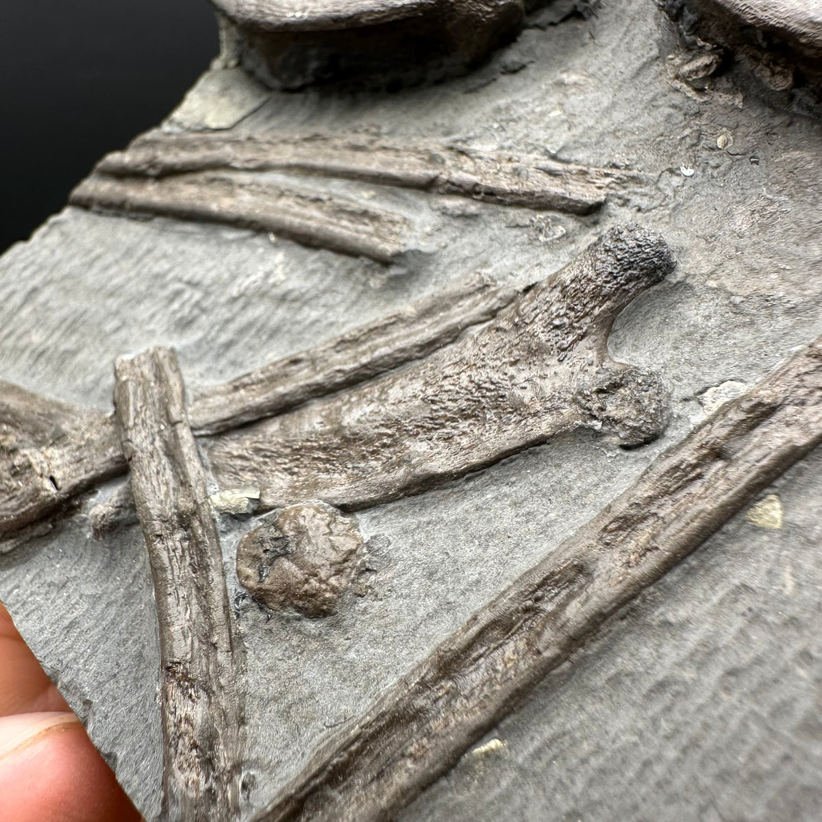 Ichthyosaur Vertebrae fossil / ribs with box and stand - Whitby, North Yorkshire Jurassic Coast, Yorkshire fossils found on the Jurassic Coast
