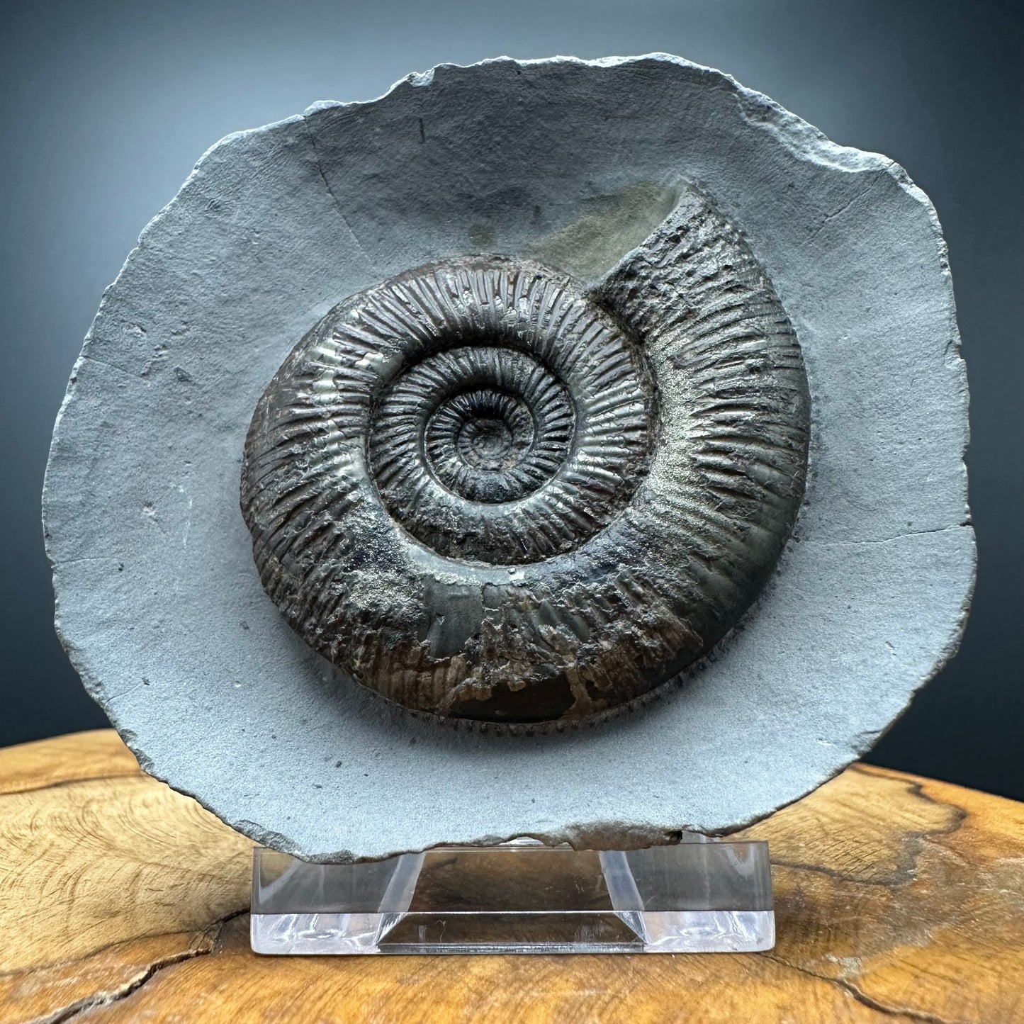 Dactylioceras semicelatum Ammonite fossil with stand - Whitby, North Yorkshire Jurassic Coast Yorkshire Fossils