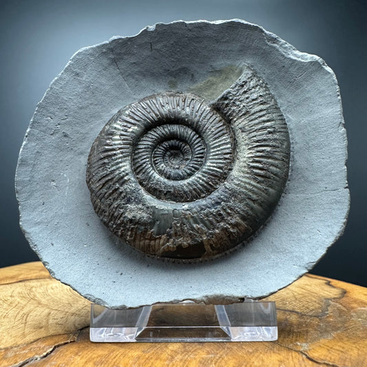 Dactylioceras semicelatum Ammonite fossil with stand - Whitby, North Yorkshire Jurassic Coast Yorkshire Fossils