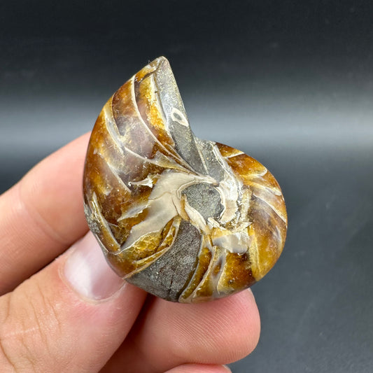Cenoceras Nautilus Fossil With Box And Stand - Middle Cretaceous Madagascar