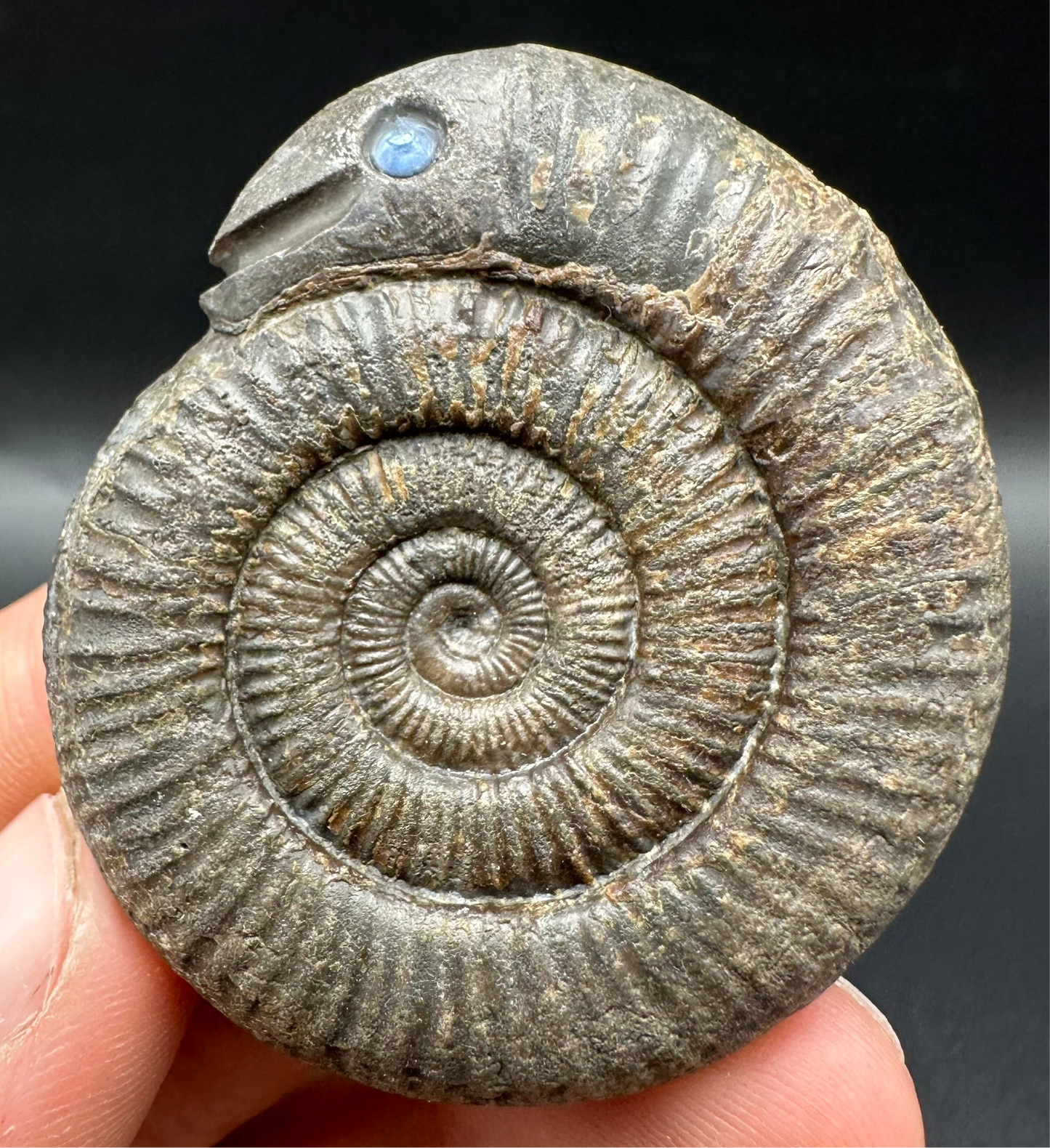 Snakestone Ammonite Fossil With Bag/Box And Stand - Whitby, North Yorkshire Jurassic Coast Yorkshire Fossils