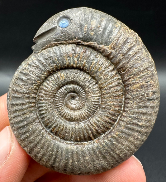 Snakestone Ammonite Fossil With Bag/Box And Stand - Whitby, North Yorkshire Jurassic Coast Yorkshire Fossils