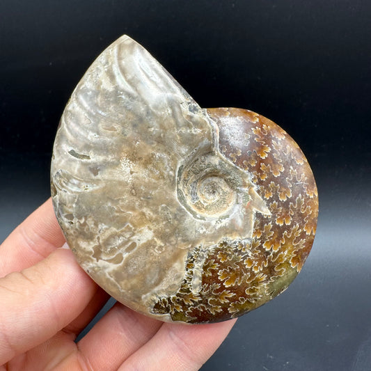 Cleoniceras Ammonite Fossil With Box And Stand - Cretaceous Ammonite Madagascar