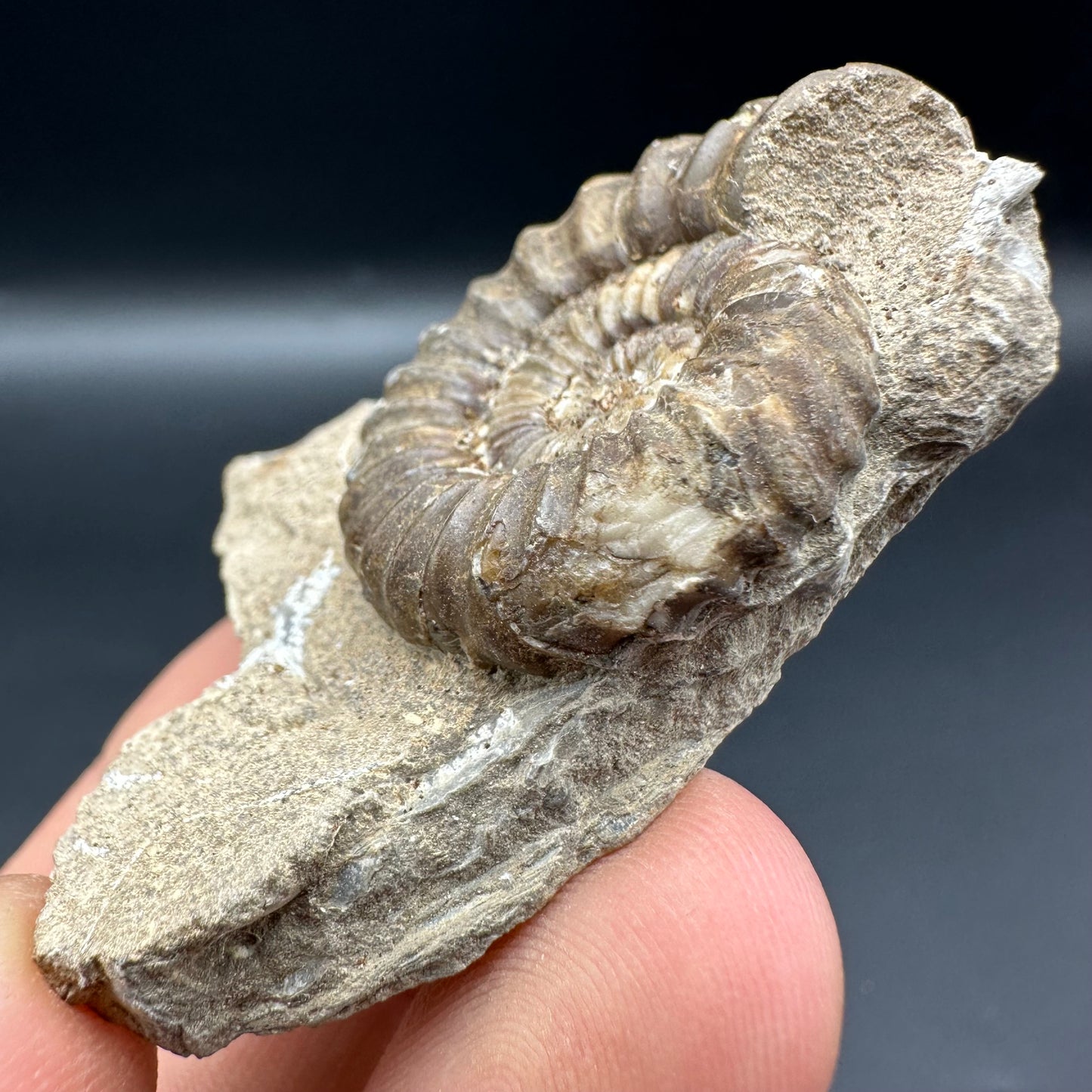 Androgynoceras Capricornus ammonite fossil with box and stand - Whitby, North Yorkshire Jurassic Coast Yorkshire Fossils