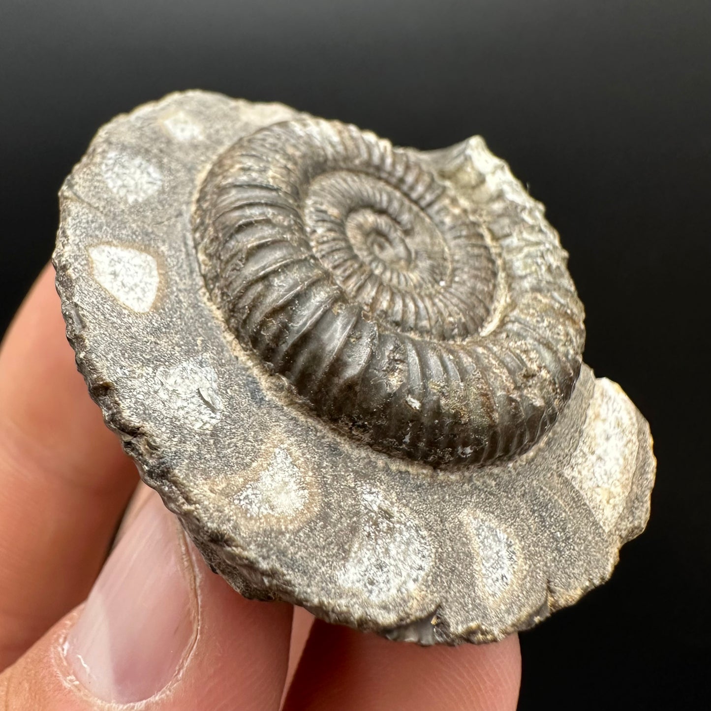Dactylioceras Ammonite Fossil Gift Set - Whitby, North Yorkshire Jurassic Coast Yorkshire Fossils