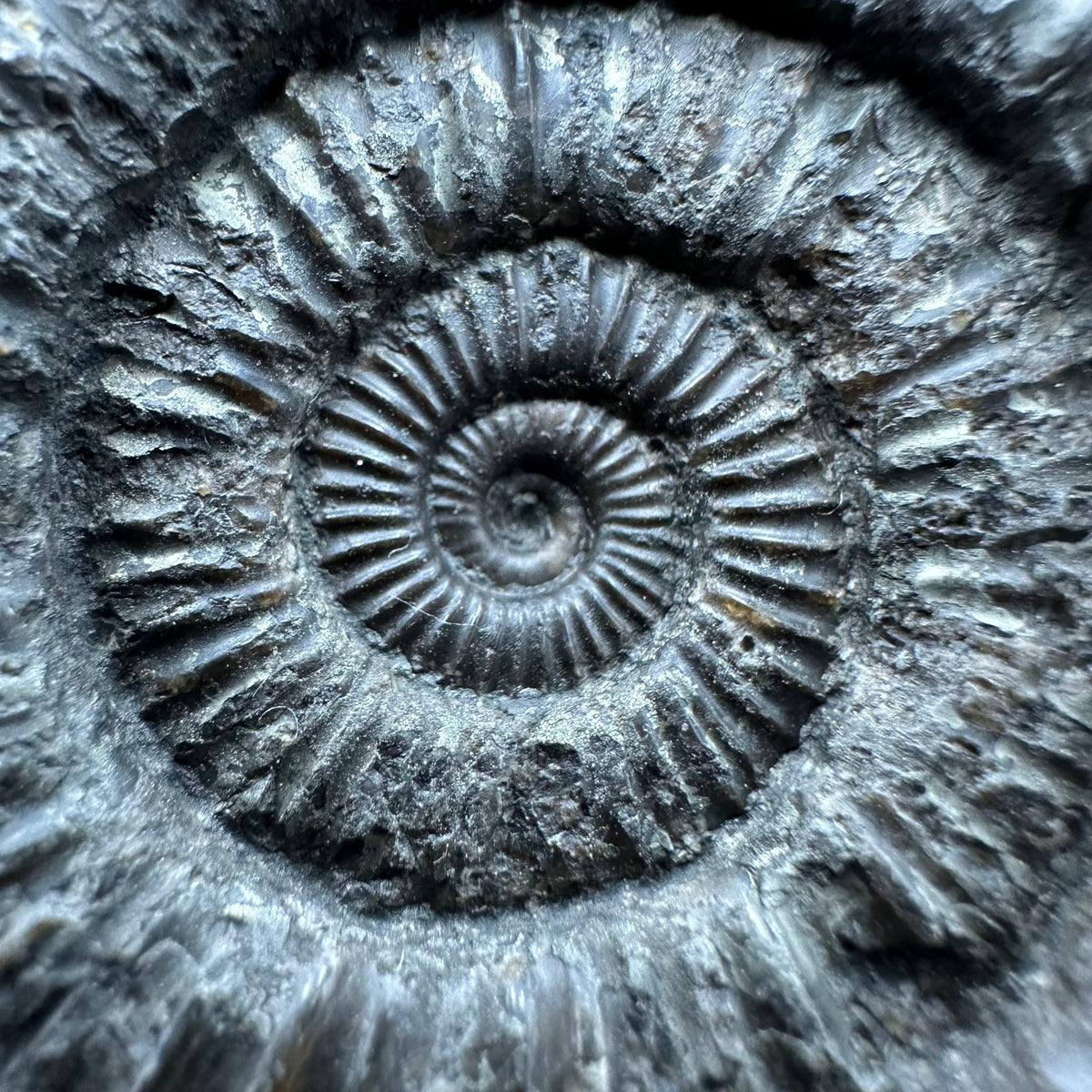 Dactylioceras Ammonite Fossil With box and Stand - Whitby, North Yorkshire Jurassic Coast Yorkshire Fossils