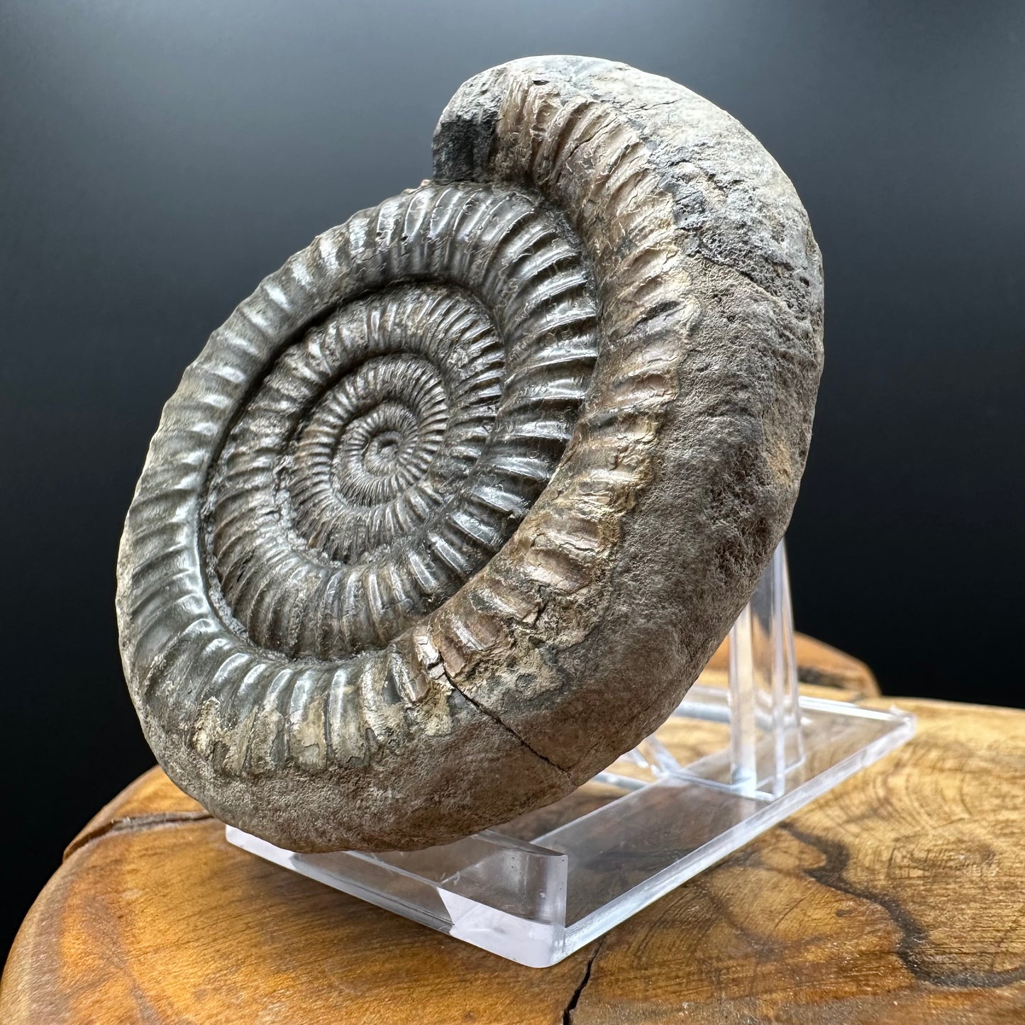 Dactylioceras Ammonite Fossil With box and Stand - Whitby, North Yorkshire Jurassic Coast Yorkshire Fossils