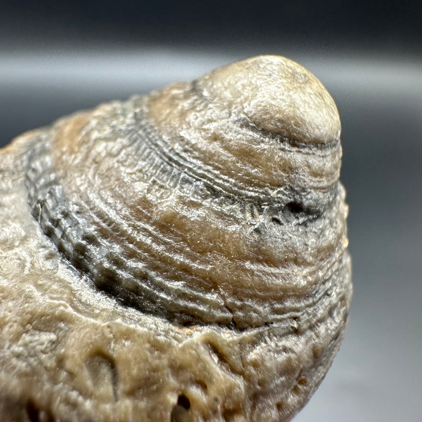 Gastropod Fossil Shell - Whitby, North Yorkshire, Jurassic Coast, Yorkshire Fossils