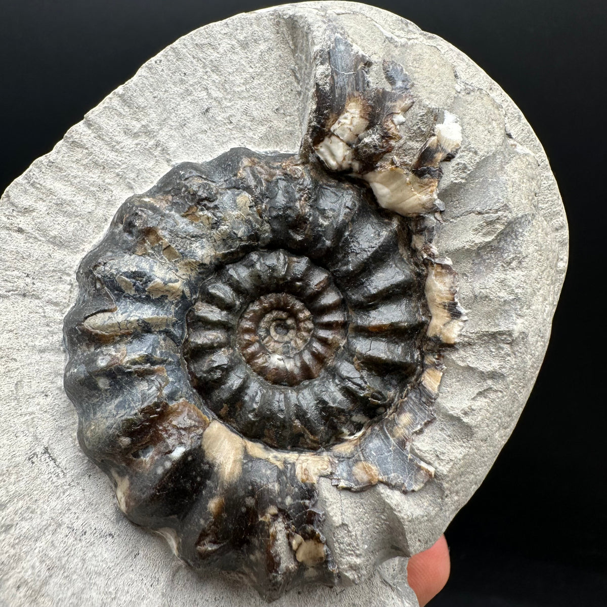 Androgynoceras maculatum ammonite fossil with box and stand - Whitby, North Yorkshire Jurassic Coast Yorkshire Fossils