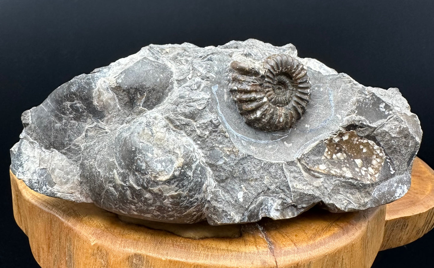 Androgynoceras capricornus Ammonite Fossil With Stand - Whitby, North Yorkshire Jurassic Coast Yorkshire Fossils
