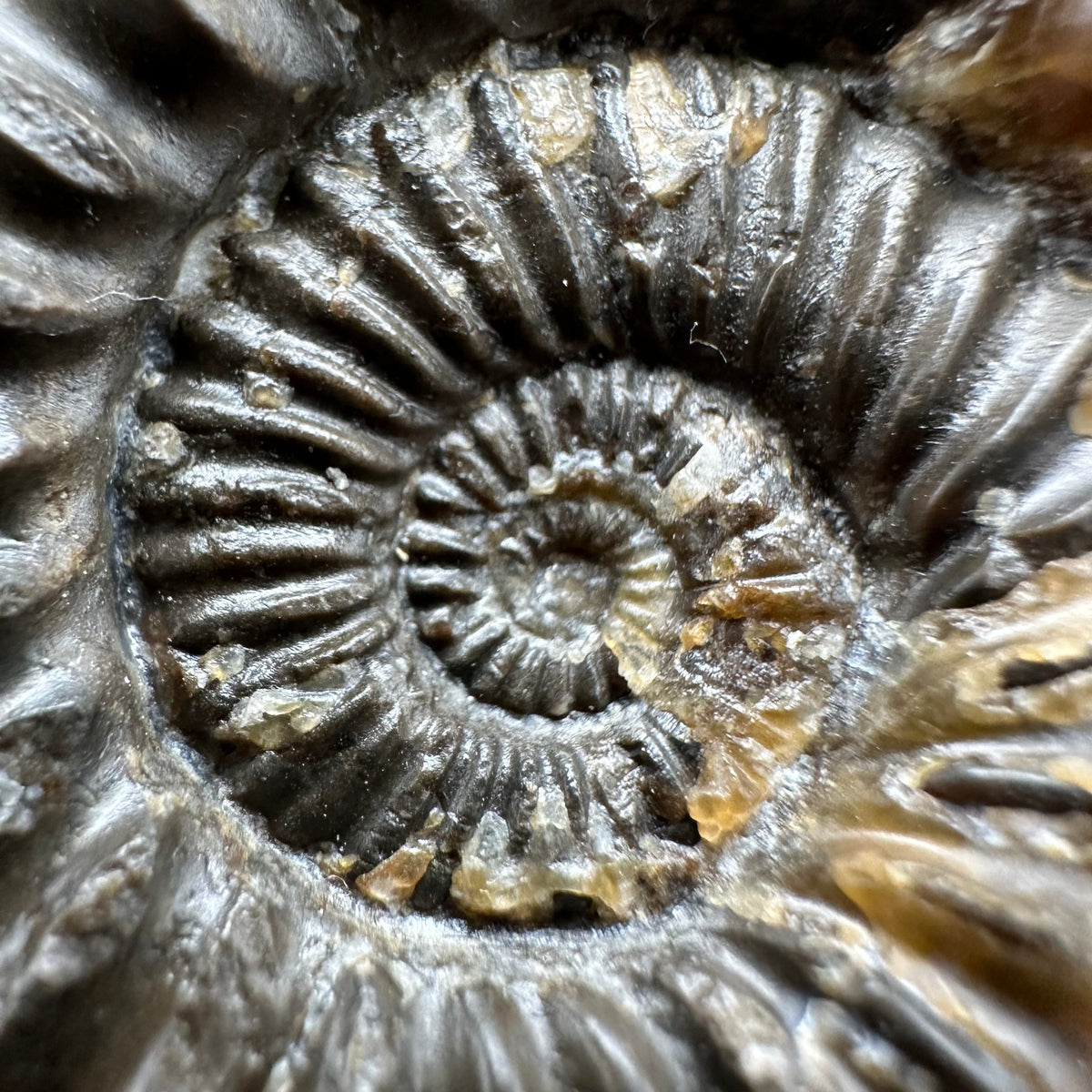 Pleuroceras paucicostatum ammonite fossil with box and stand - Whitby, North Yorkshire Jurassic Coast Yorkshire Fossils