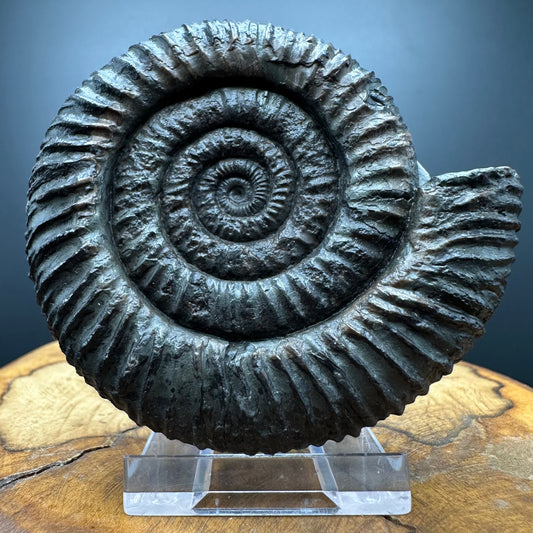 Dactylioceras Ammonite Fossil With box and Stand - Whitby, North Yorkshire Jurassic Coast Yorkshire Fossils