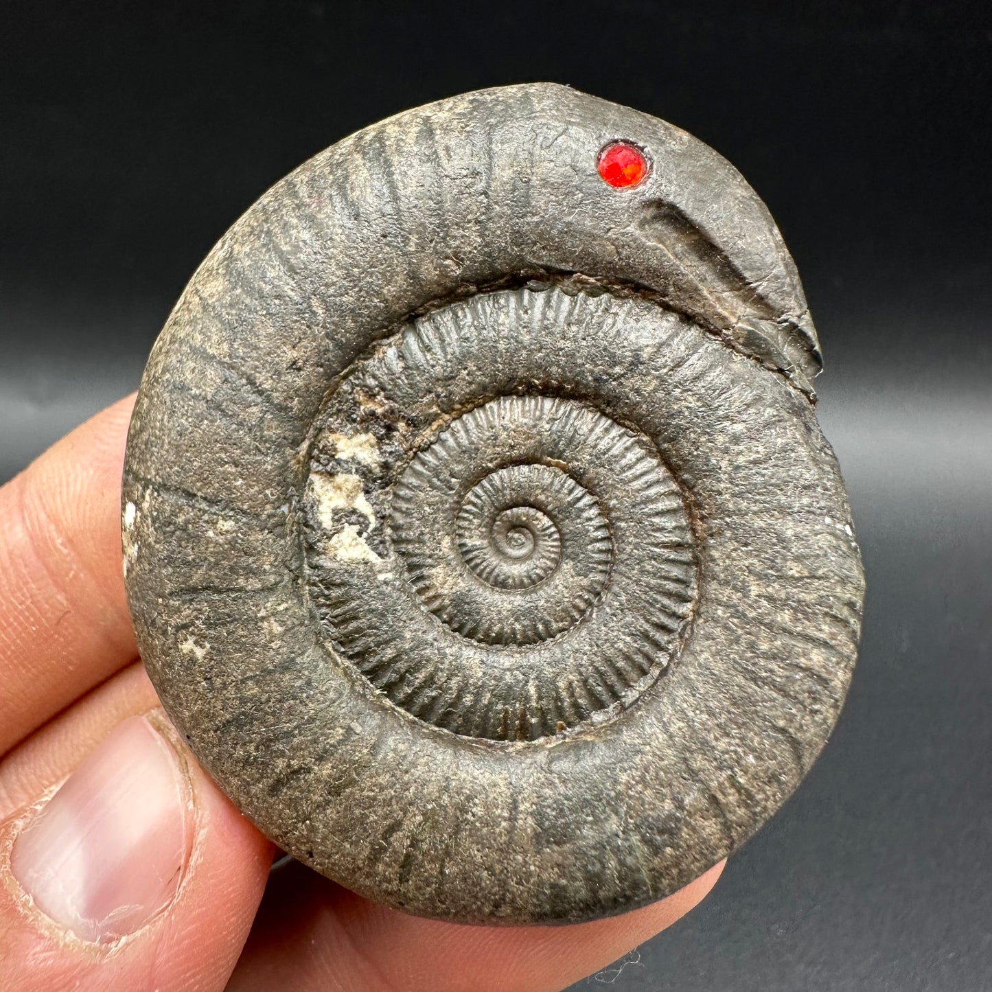 Snakestone Ammonite Fossil With Bag/Box And Stand - Whitby, North Yorkshire Jurassic Coast Yorkshire Fossils