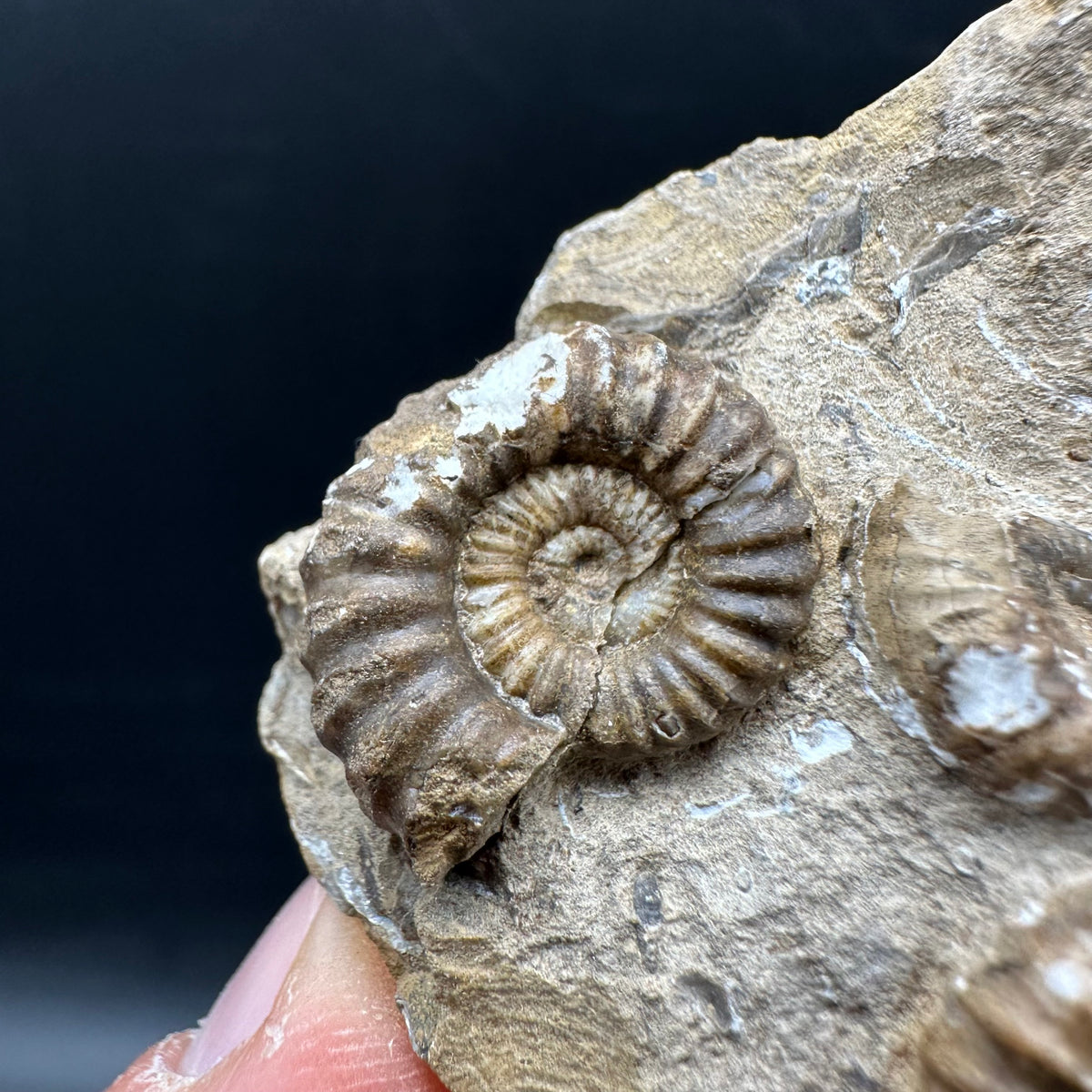 Androgynoceras capricornus Ammonite Fossil With Stand - Whitby, North Yorkshire Jurassic Coast Yorkshire Fossils