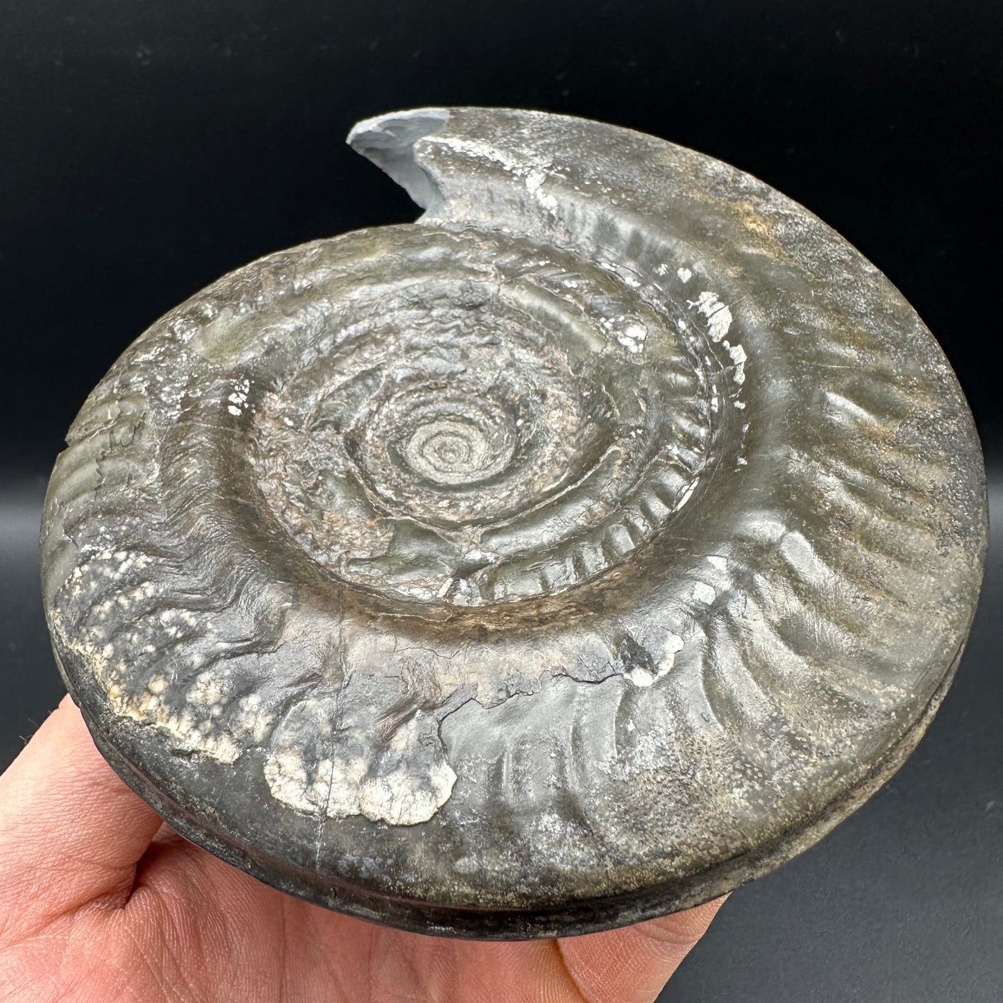 Hildoceras Bifrons Ammonite fossil - Whitby, North Yorkshire Jurassic Coast, Yorkshire Fossils from the Jurassic Coast