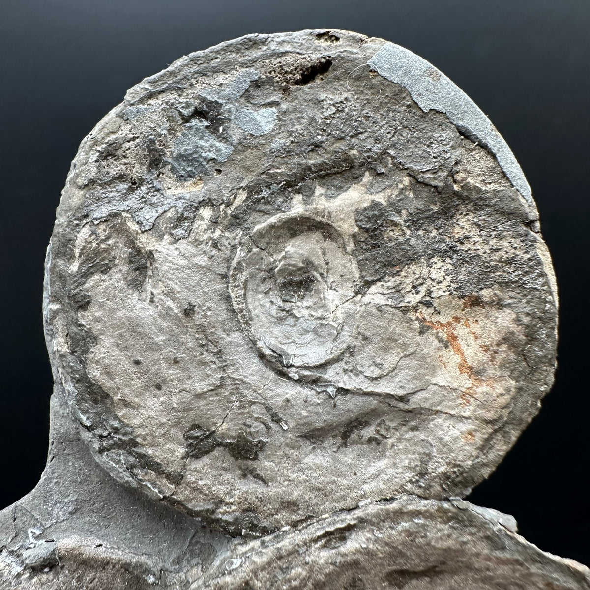 Ichthyosaur Vertebrae fossil with box and stand - Whitby, North Yorkshire Jurassic Coast, Yorkshire fossils found on the Jurassic Coast