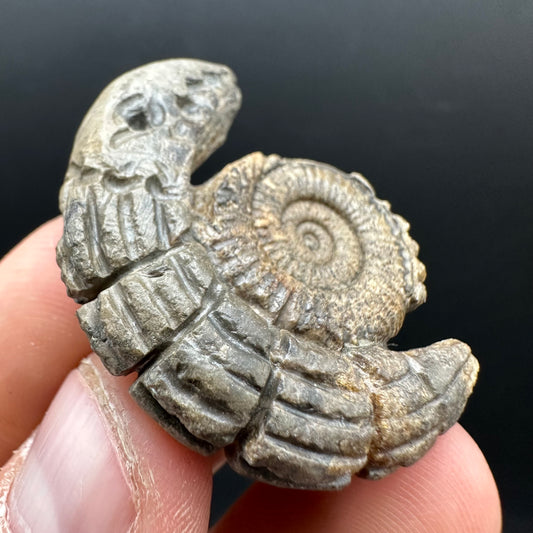 Snakestone Ammonite Fossil With Bag/Box And Stand - Whitby, North Yorkshire Jurassic Coast Yorkshire Fossils