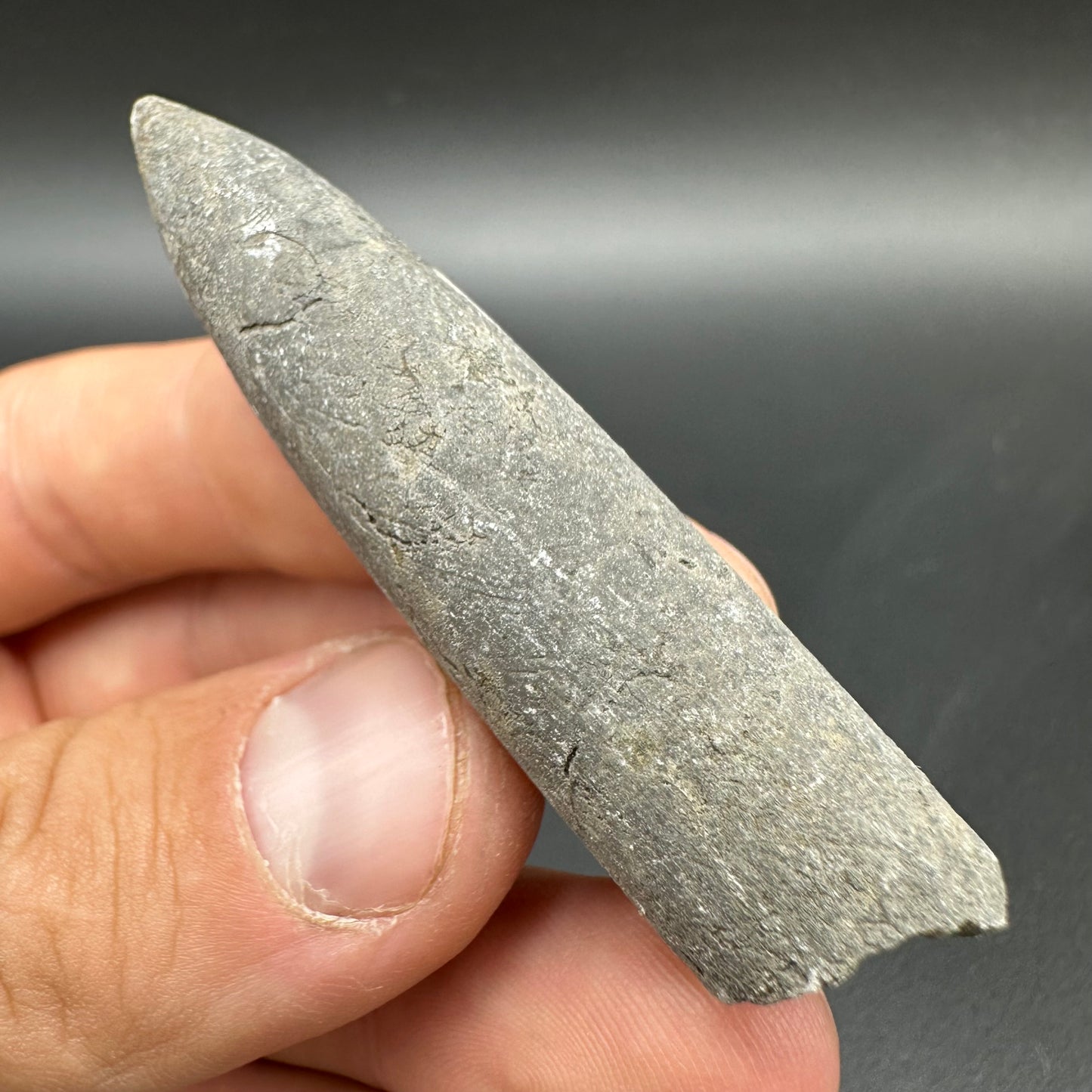 Belemnite (Fossil Squid) shell fossil - Whitby, North Yorkshire Jurassic Coast Yorkshire Fossils