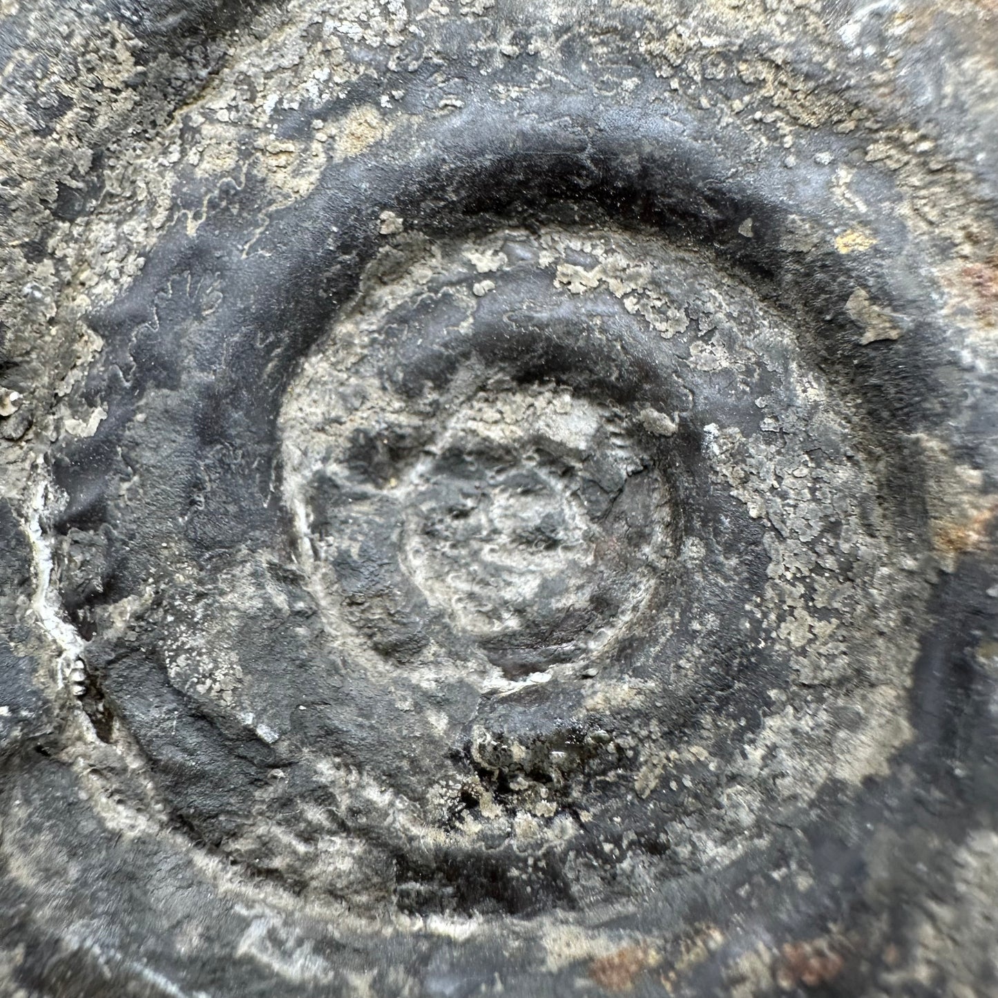 Hildoceras Bifrons Ammonite fossil with box and stand - Whitby, North Yorkshire Jurassic Coast, Yorkshire Fossils from the Jurassic Coast