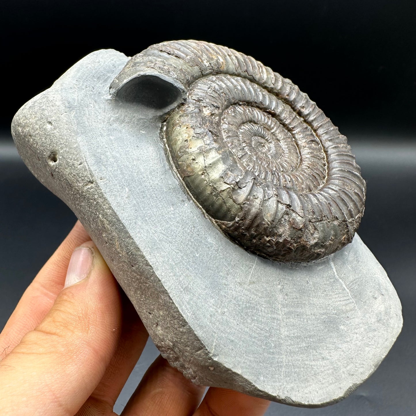 Dactylioceras Ammonite Fossil With Box And Stand - Whitby, North Yorkshire Jurassic Coast Yorkshire Fossils