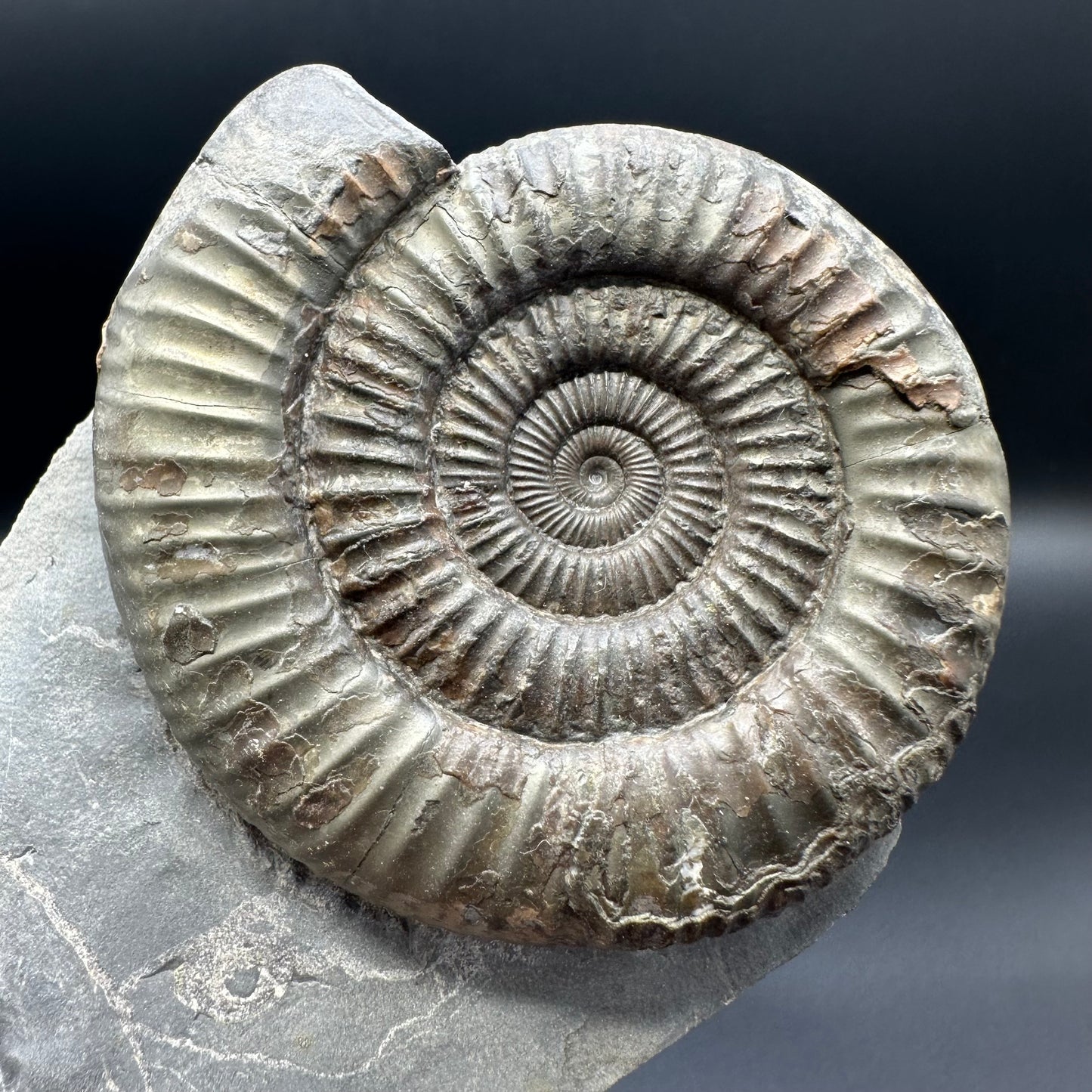 Dactylioceras Ammonite Fossil With Stand - Whitby, North Yorkshire Jurassic Coast Yorkshire Fossils