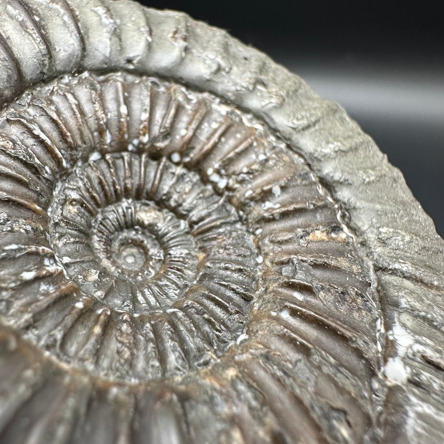 Catacoeloceras Sp. ammonite fossil with box and stand- Whitby, North Yorkshire Jurassic Coast Yorkshire Fossils