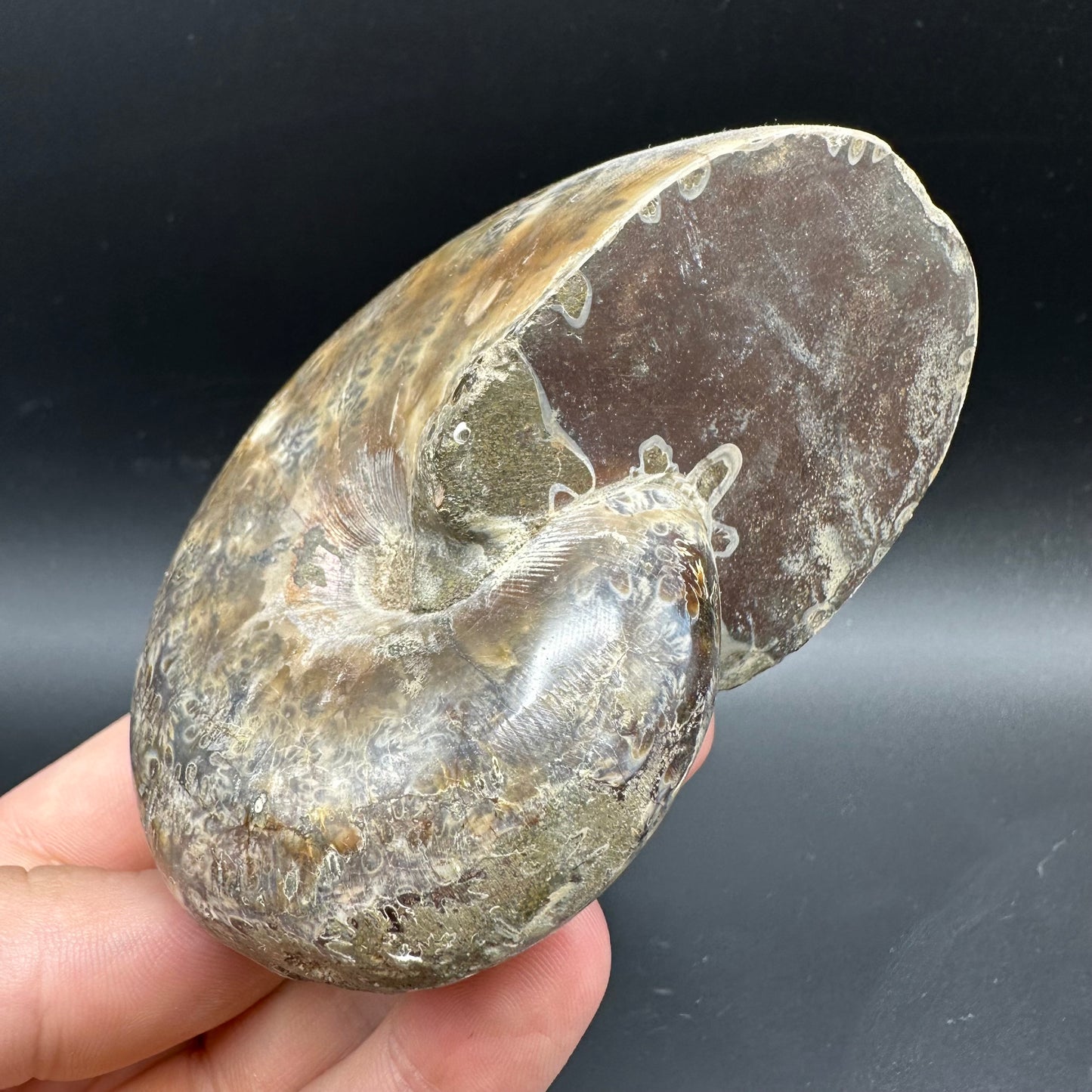 Phylloceras Ammonite Fossil With Box And Stand - Cretaceous Ammonite Madagascar