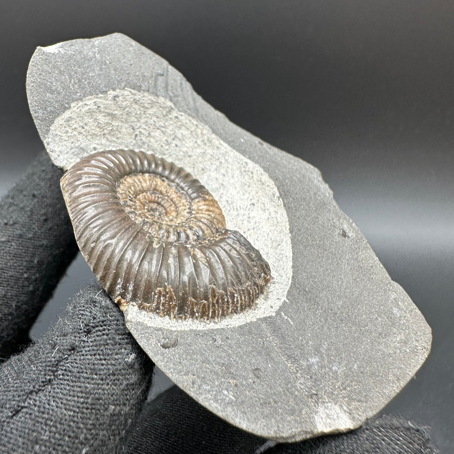 Gracile Multi-block Ammonite Fossil With Box And Stand - Whitby, North Yorkshire Jurassic Coast Yorkshire Fossils