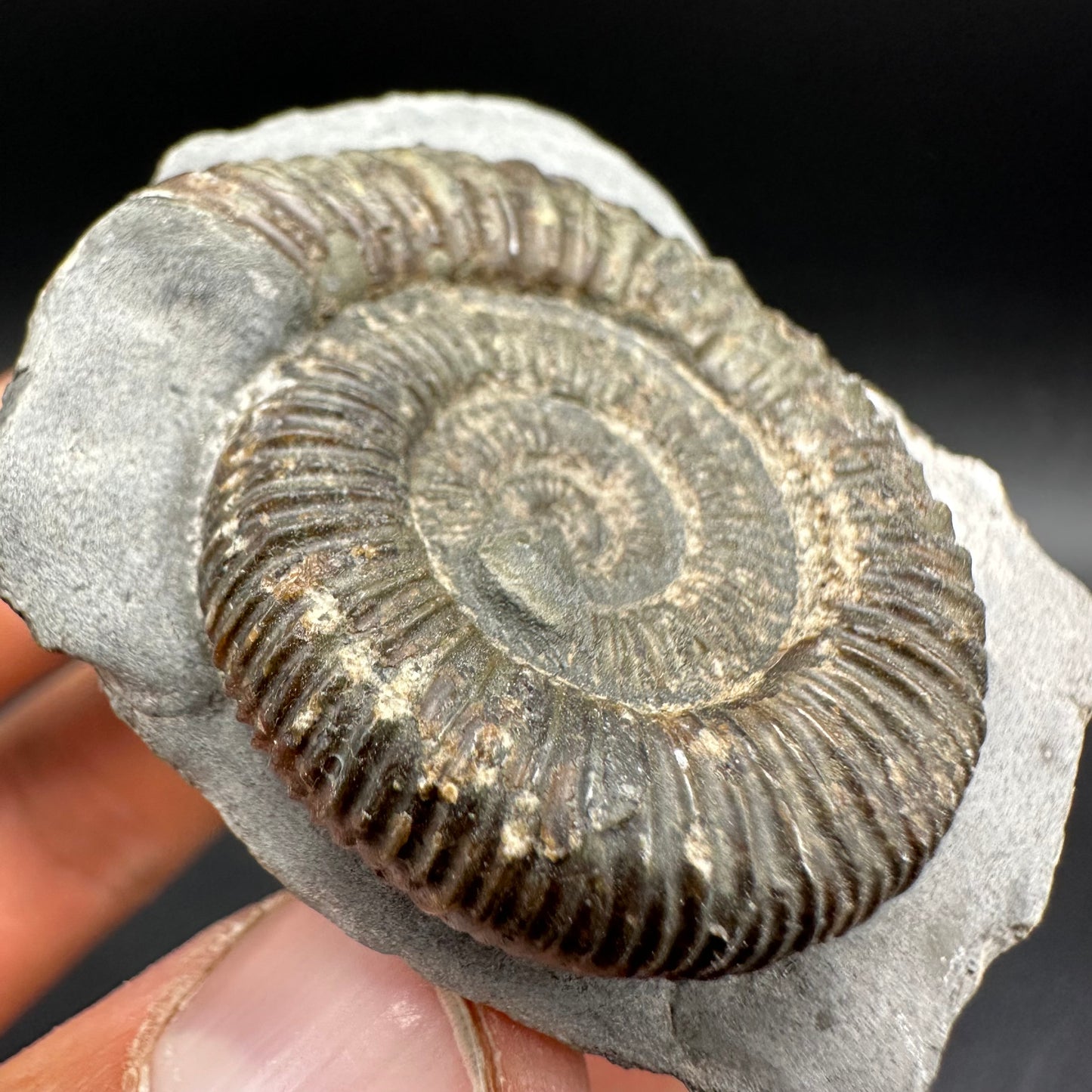 Dactylioceras Ammonite Fossil With Box And Stand - Whitby, North Yorkshire Jurassic Coast Yorkshire Fossils