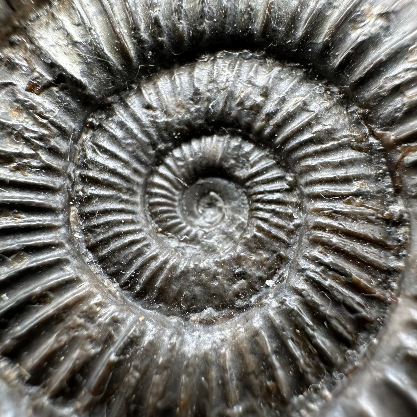 Dactylioceras Ammonite Fossil With Box And Stand - Whitby, North Yorkshire Jurassic Coast Yorkshire Fossils