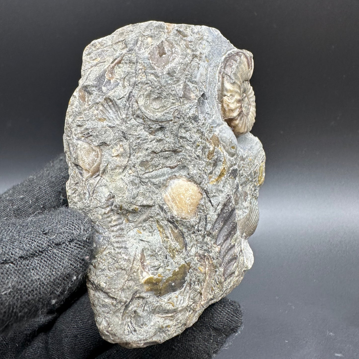 Eugassiceras Ammonite shell fossil with box and stand - Whitby, North Yorkshire Jurassic Coast Yorkshire Fossils