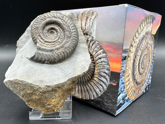 Hildoceras Bifrons ammonite fossil with box and stand - Whitby, North Yorkshire Jurassic Coast Yorkshire Fossils