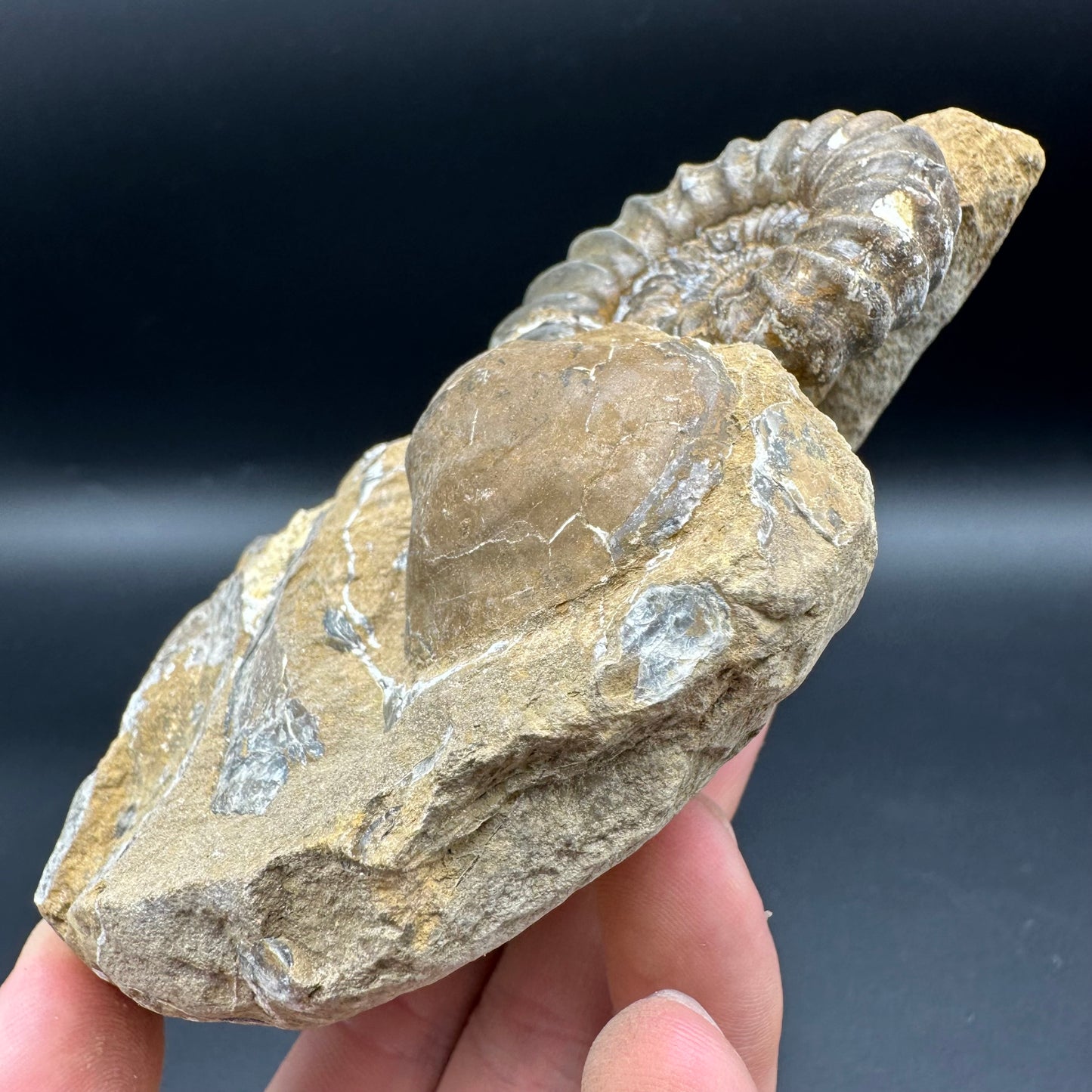 Androgynoceras Capricornus ammonite fossil - Whitby, North Yorkshire Jurassic Coast Yorkshire Fossils