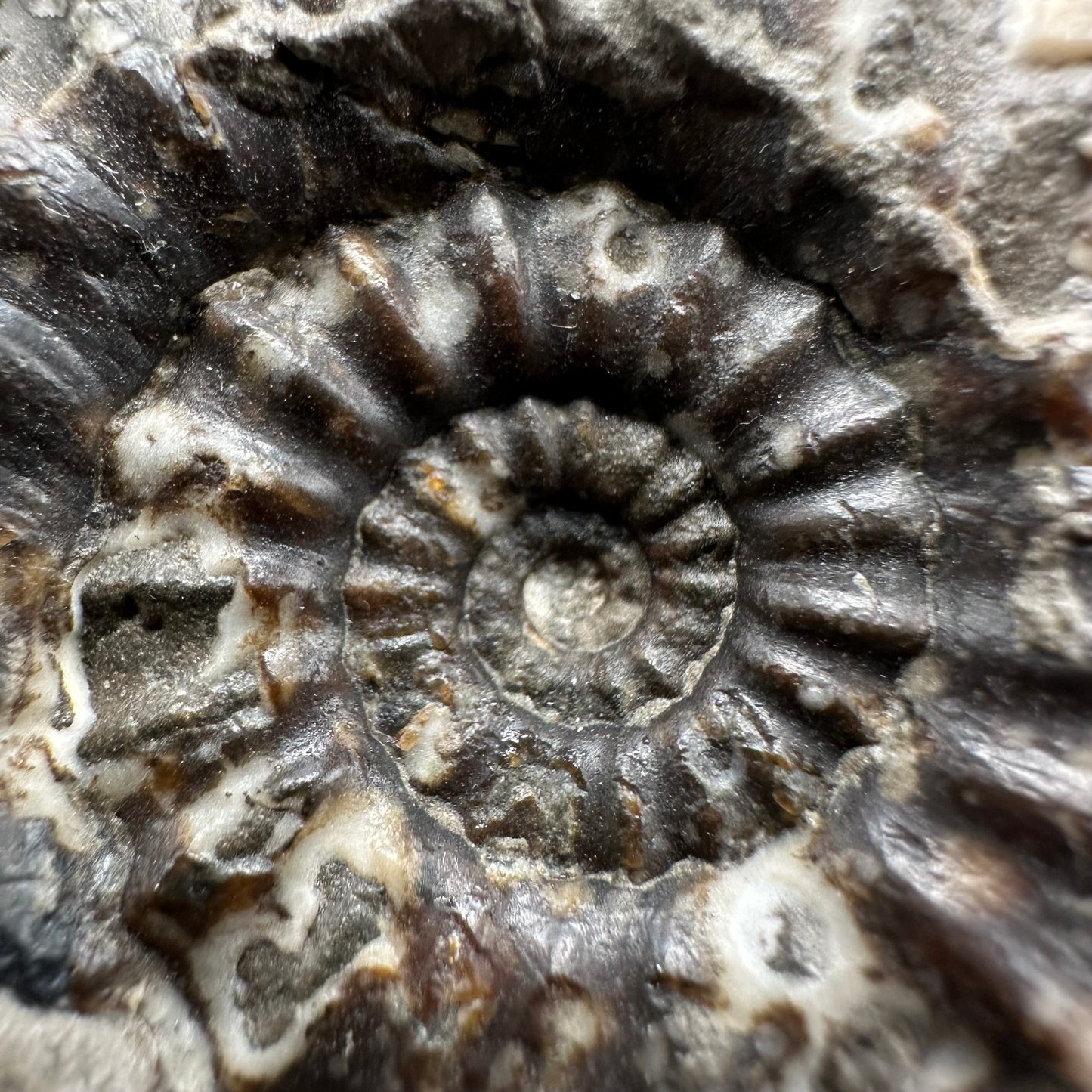 Androgynoceras maculatum Ammonite fossil with gift box and stand - Whitby, North Yorkshire Jurassic Coast Yorkshire Fossils